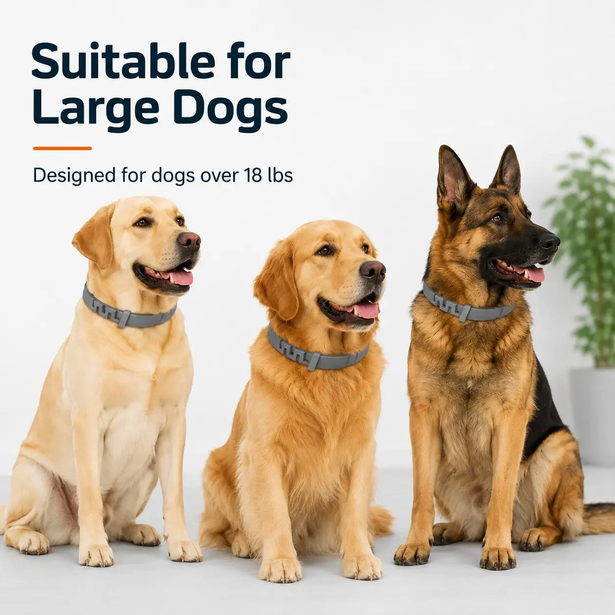Lightweight Everyday Dog Collar - Adjustable, Fresh-Scented & Built to Last