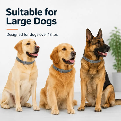 Lightweight Everyday Dog Collar - Adjustable, Fresh-Scented & Built to Last